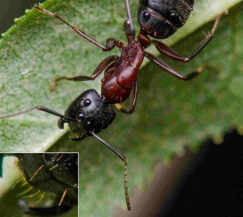 Réf. 264 037 : Camponotus herculeanus